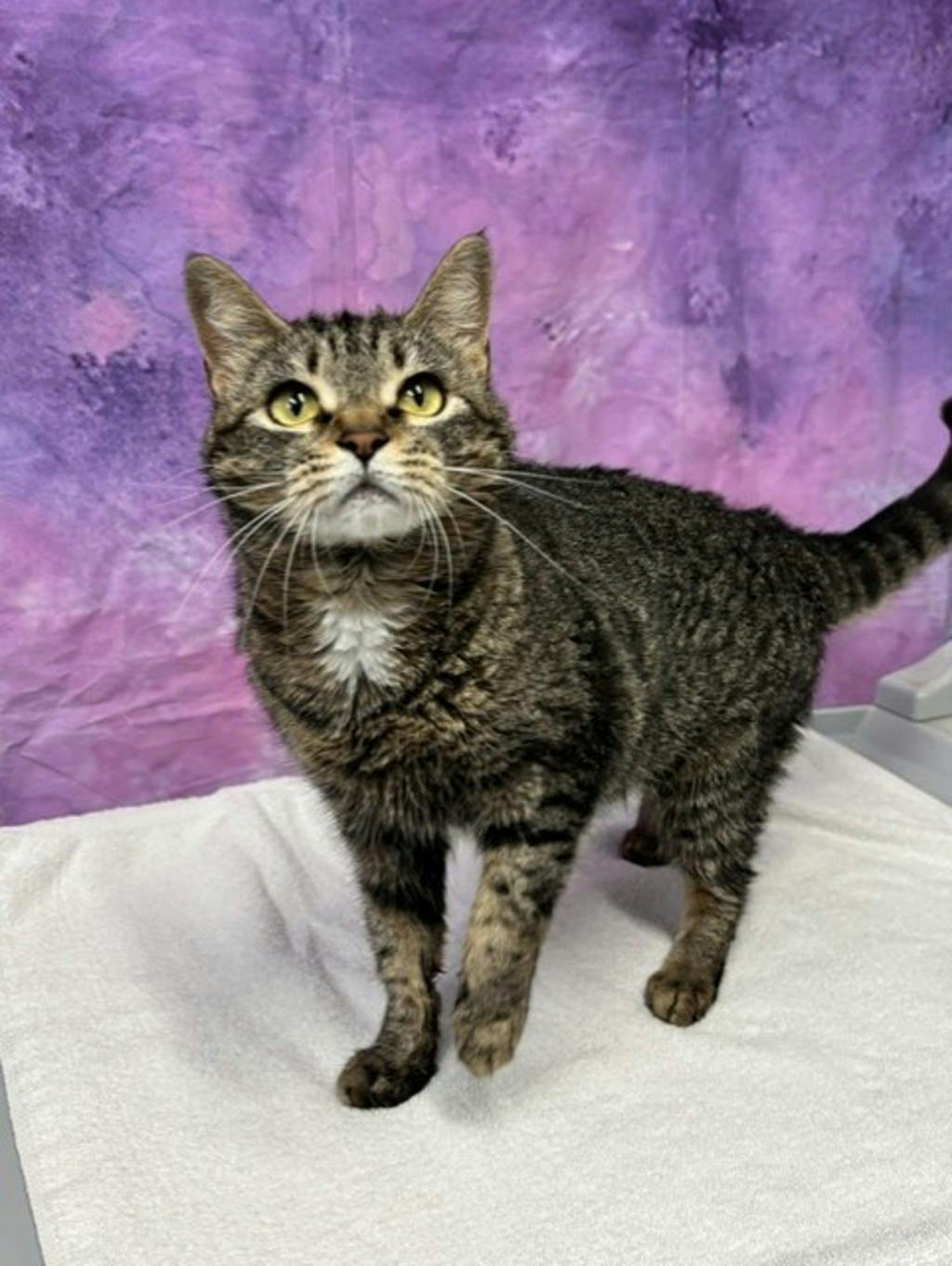Minnie (petsmart) Image