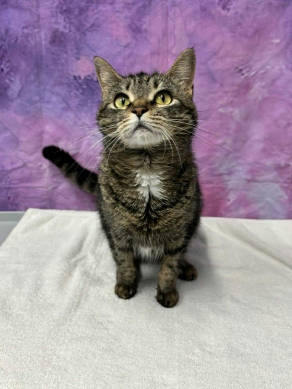 Minnie (petsmart) Image