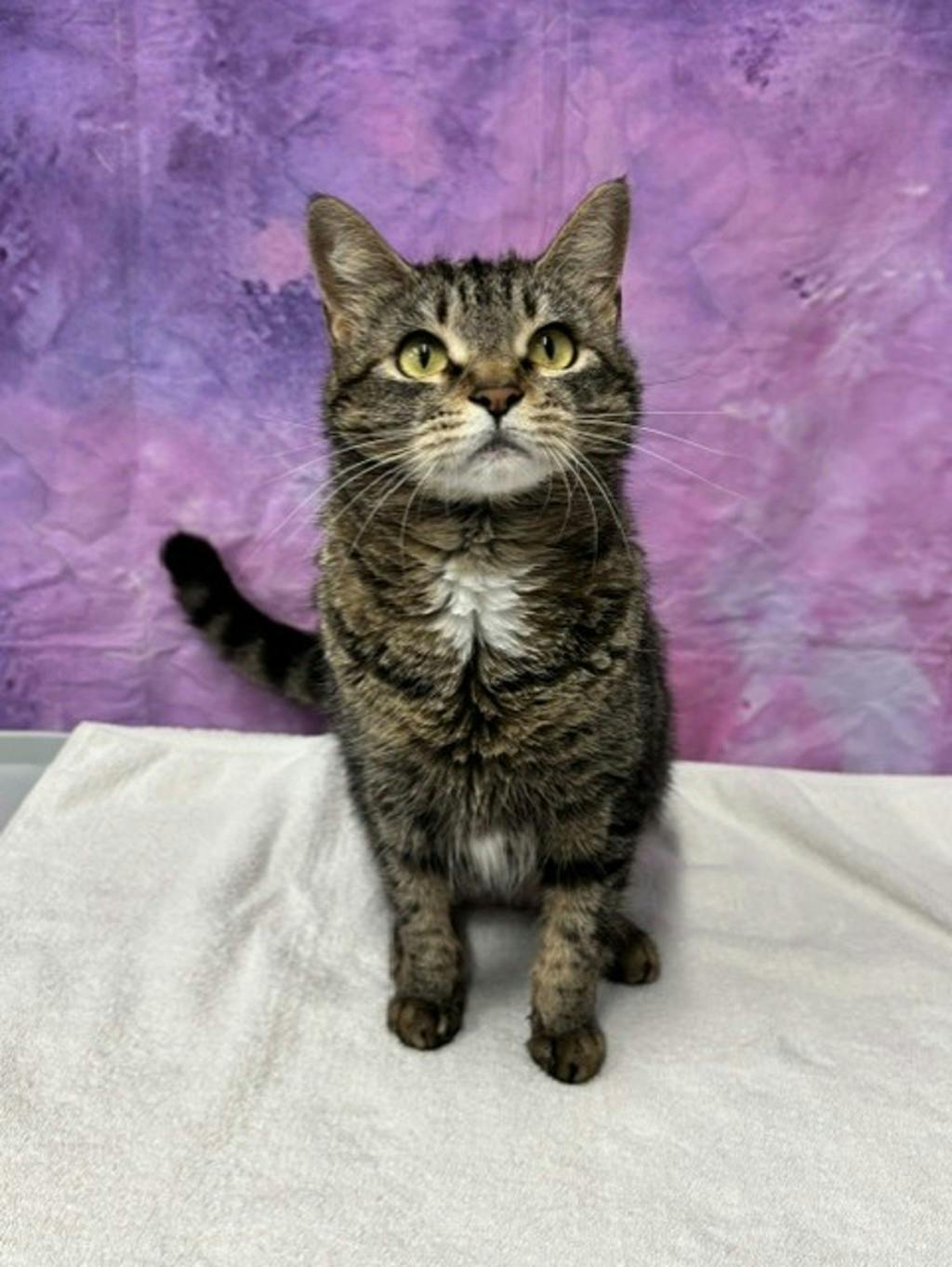 Minnie (petsmart) Image