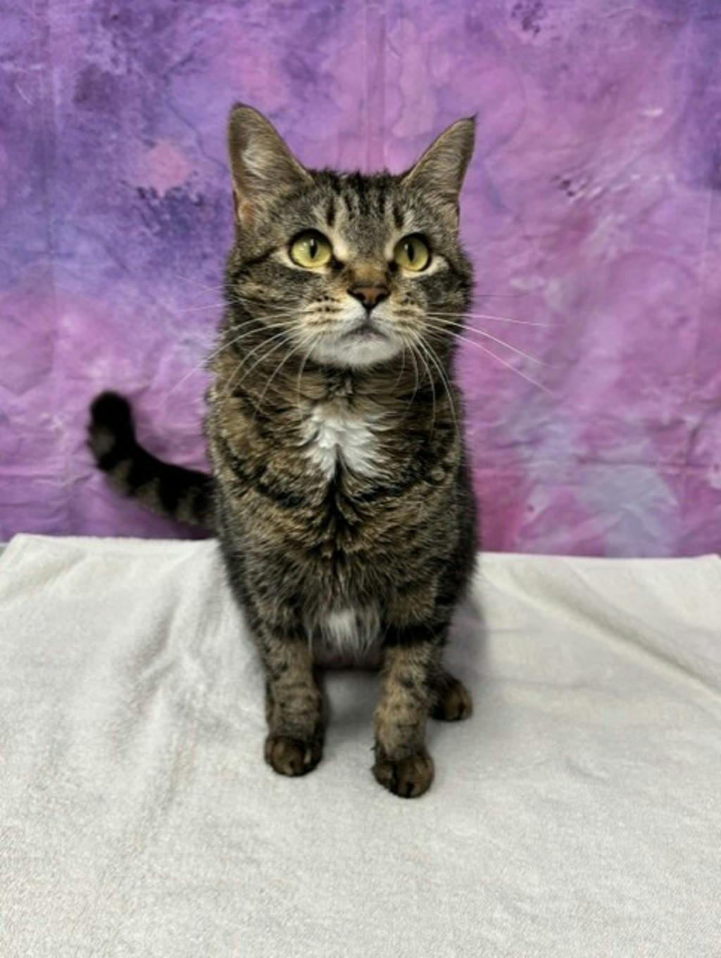Minnie (petsmart) Image