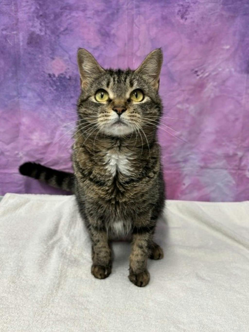 Minnie (petsmart) Image
