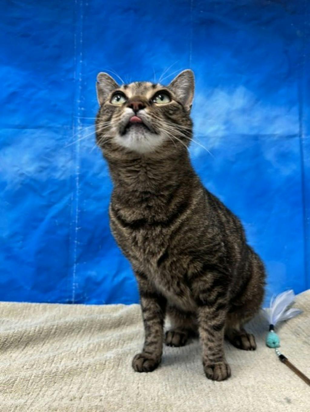 Henry Image