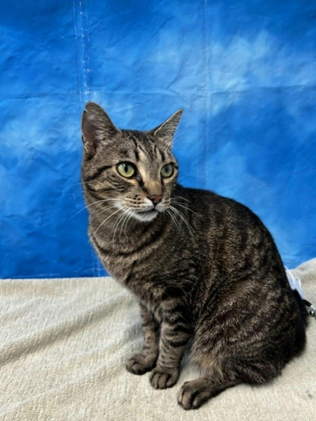 Henry Image