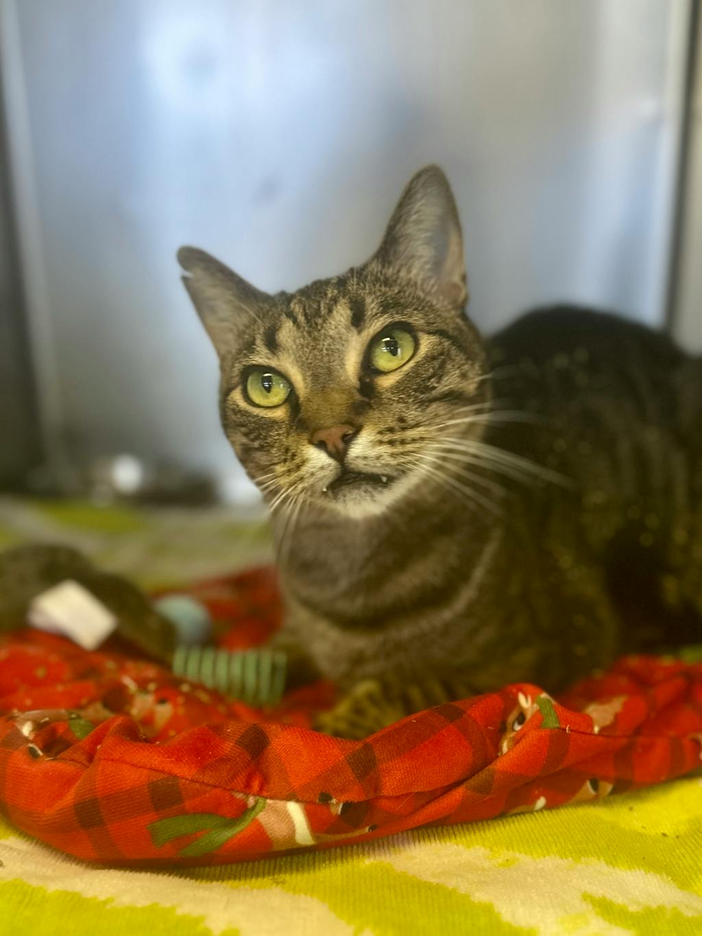 Henry, a 7 years and 4 months old Brown Tabby Male Domestic Short Hair Cat