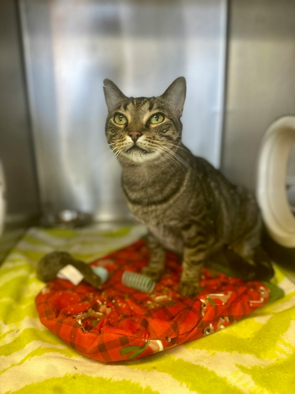 Henry, a 7 years and 4 months old Brown Tabby Male Domestic Short Hair Cat