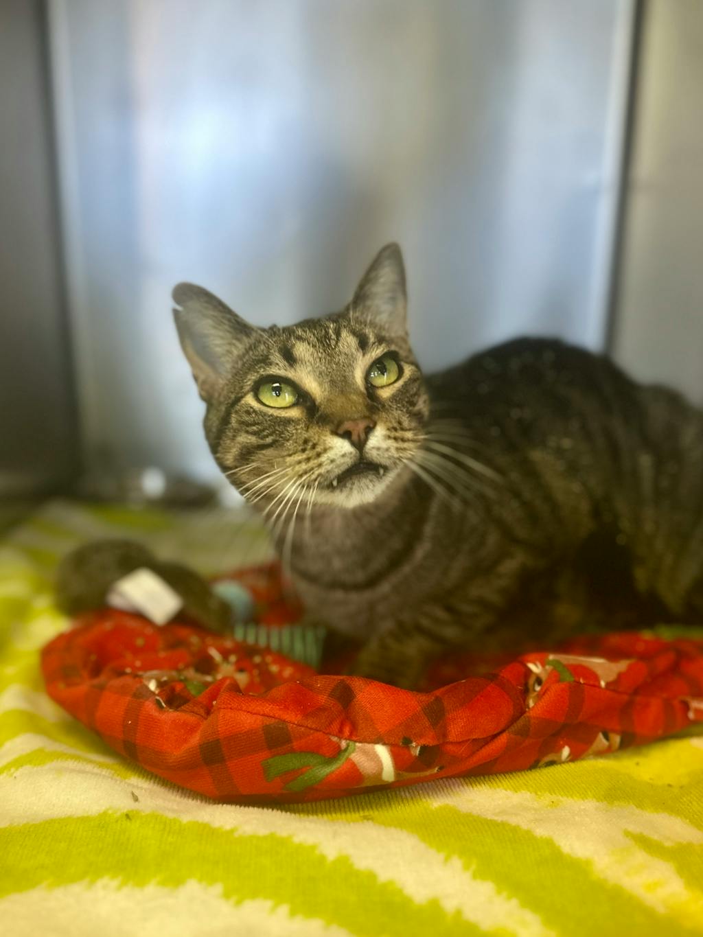 Henry, a 7 years and 4 months old Brown Tabby Male Domestic Short Hair Cat