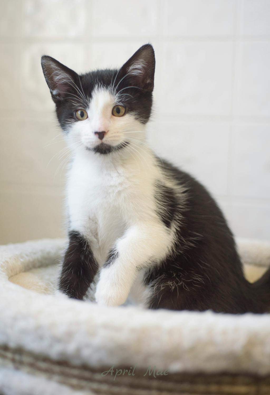 Fussy Petsmart Orangeville Image