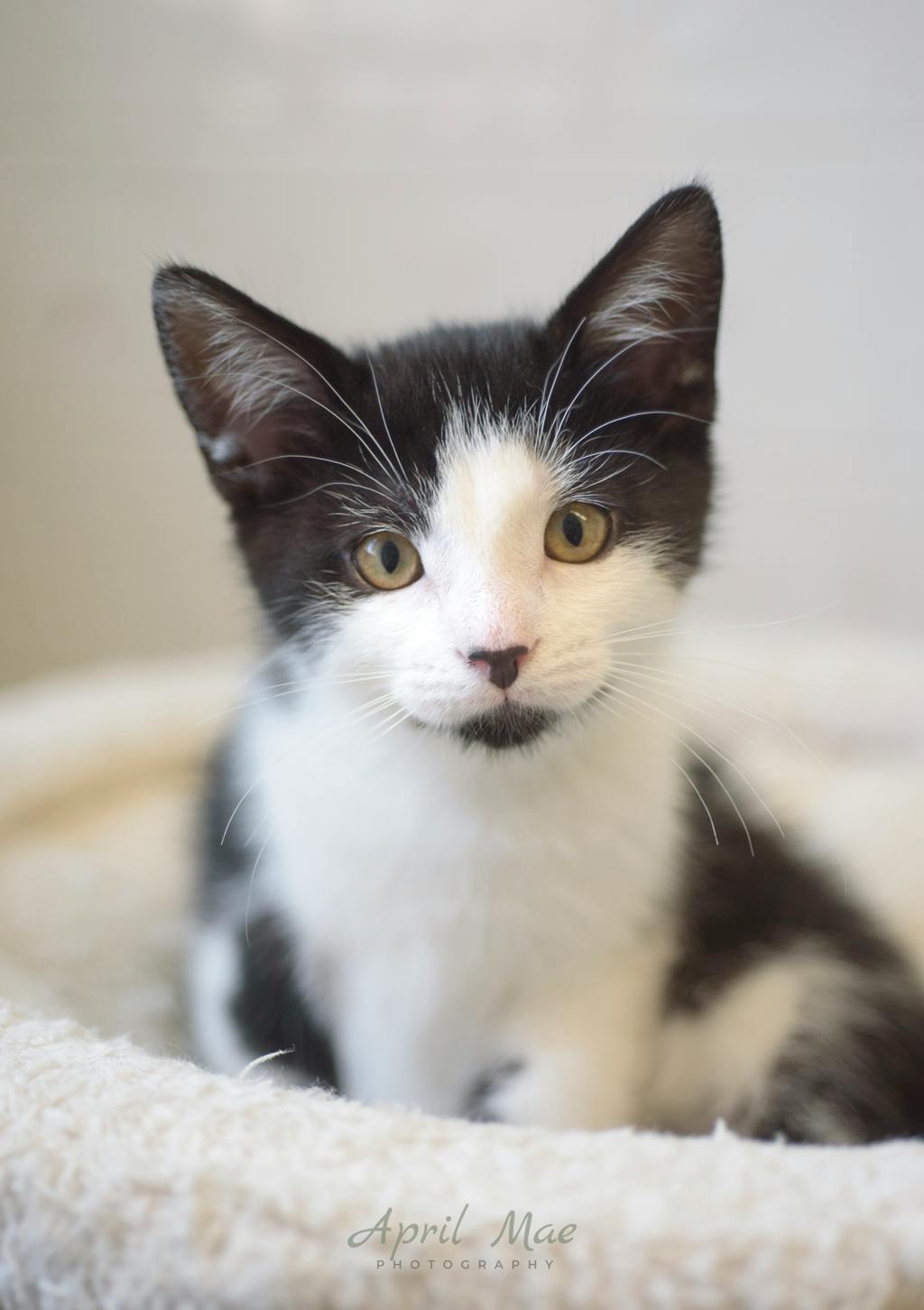 Fussy Petsmart Orangeville Image