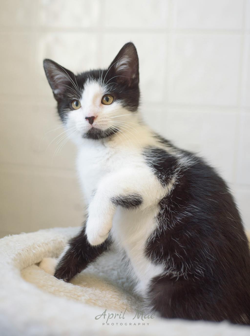 Fussy Petsmart Orangeville Image