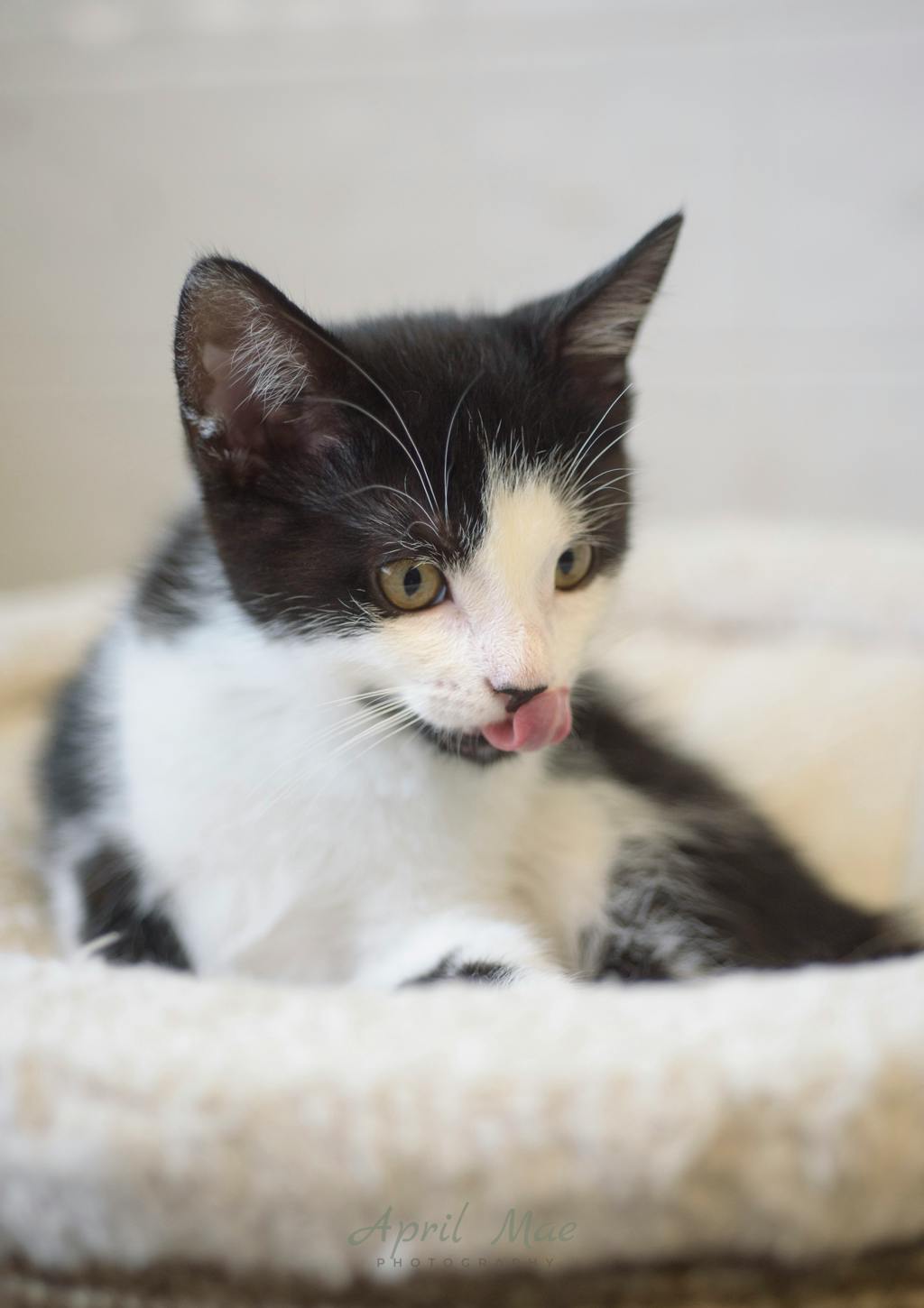 Fussy Petsmart Orangeville Image