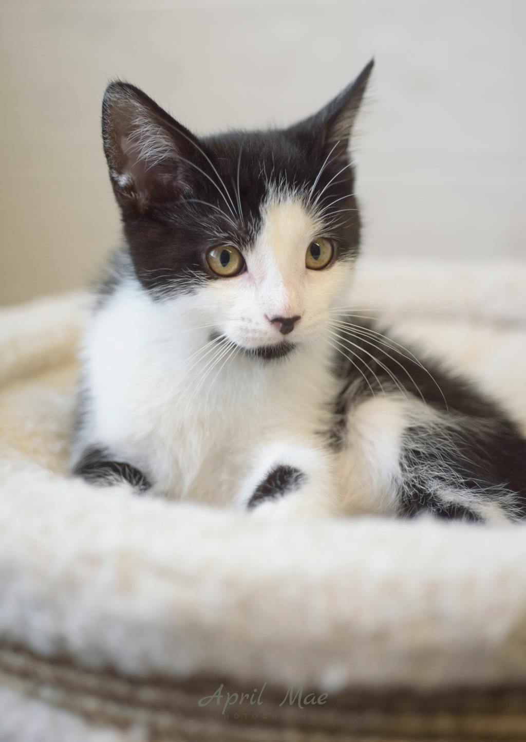 Fussy Petsmart Orangeville Image