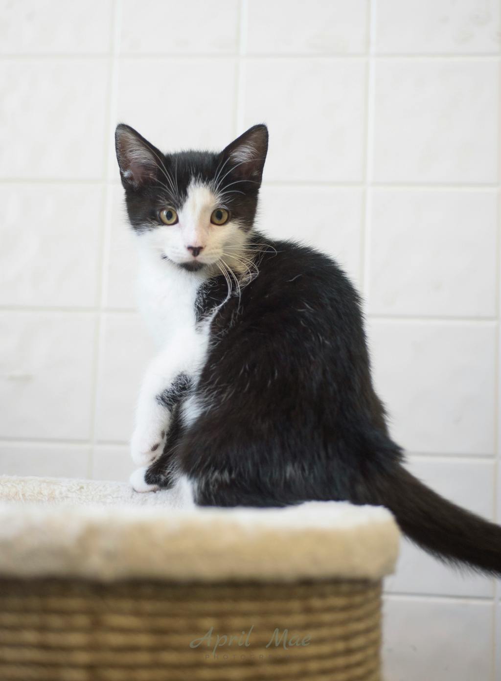 Fussy Petsmart Orangeville Image