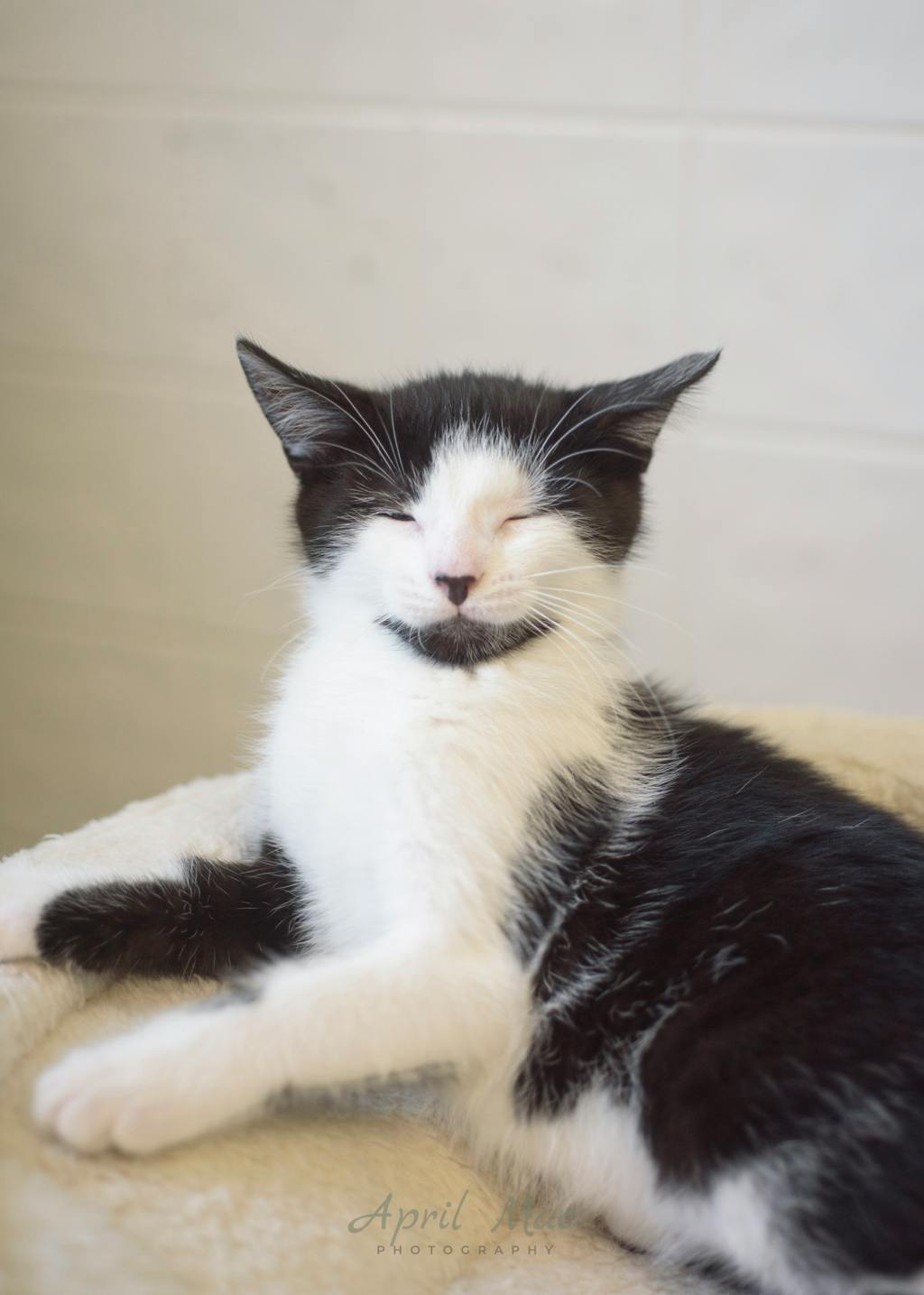Fussy Petsmart Orangeville Image