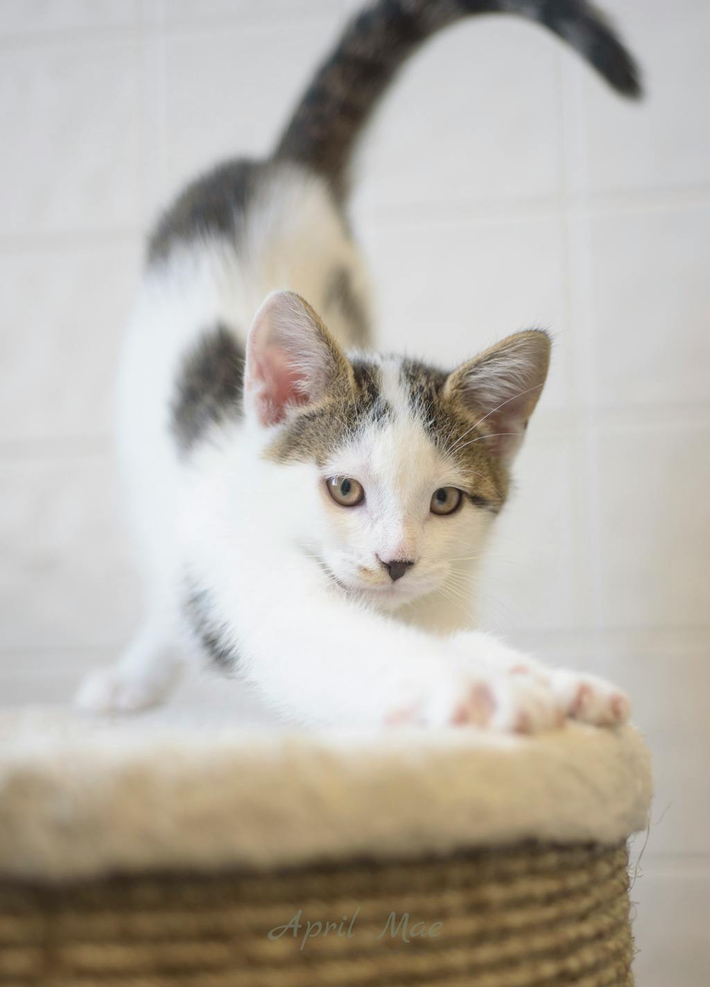 Jeffrey Petsmart Orangeville Image
