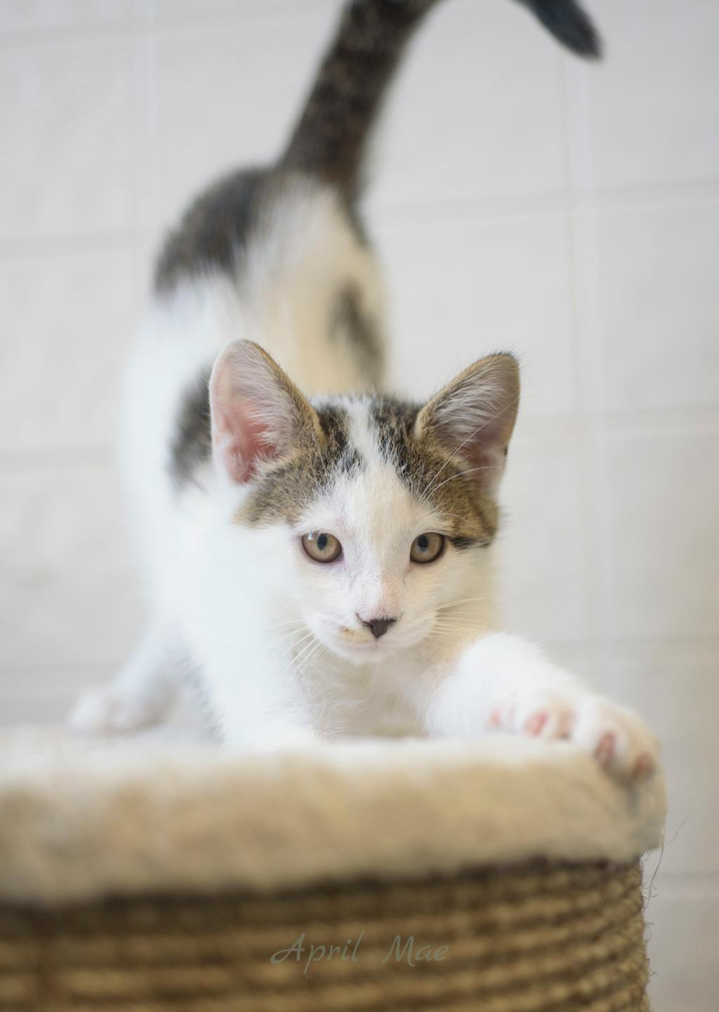 Jeffrey Petsmart Orangeville Image