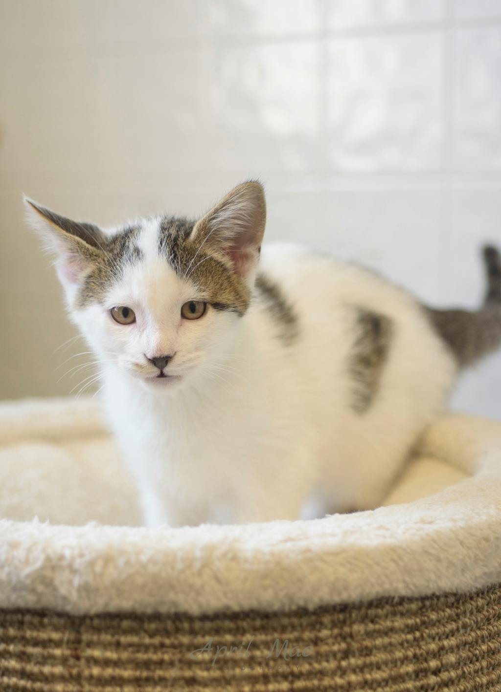 Jeffrey Petsmart Orangeville Image