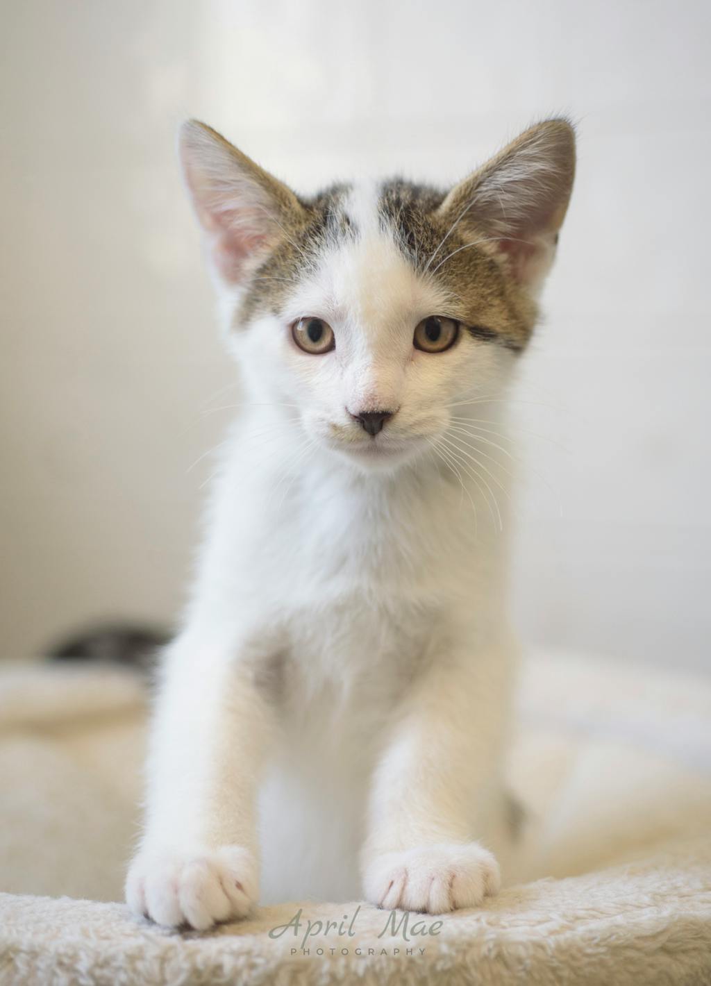 Jeffrey Petsmart Orangeville Image