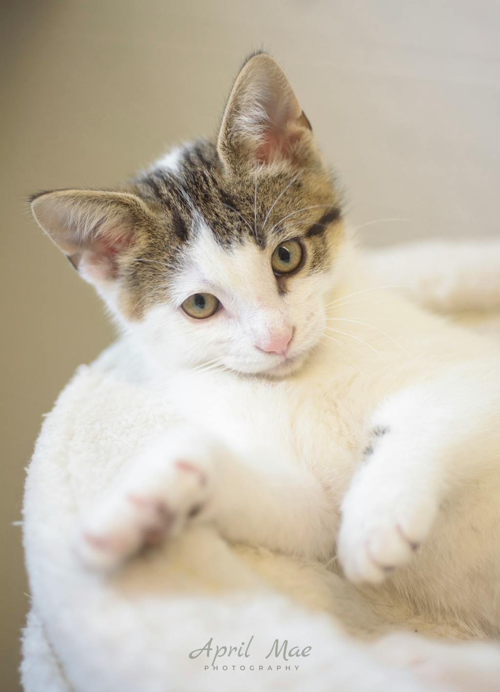 The Goose Petsmart Orangeville Image