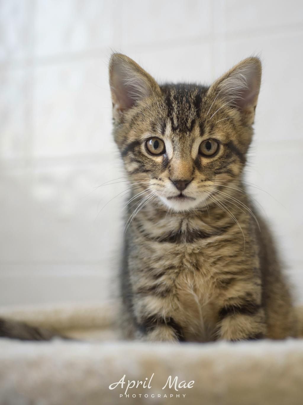 Every Petsmart Orangeville Image
