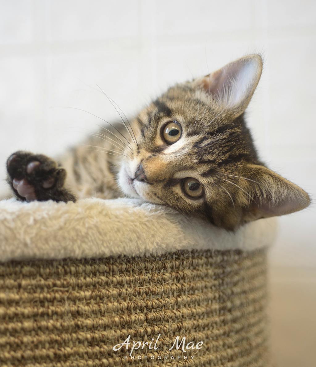 Every Petsmart Orangeville Image