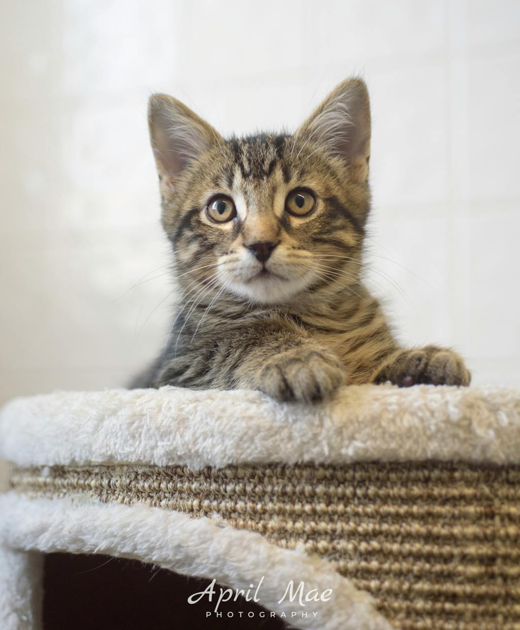 Every Petsmart Orangeville Image