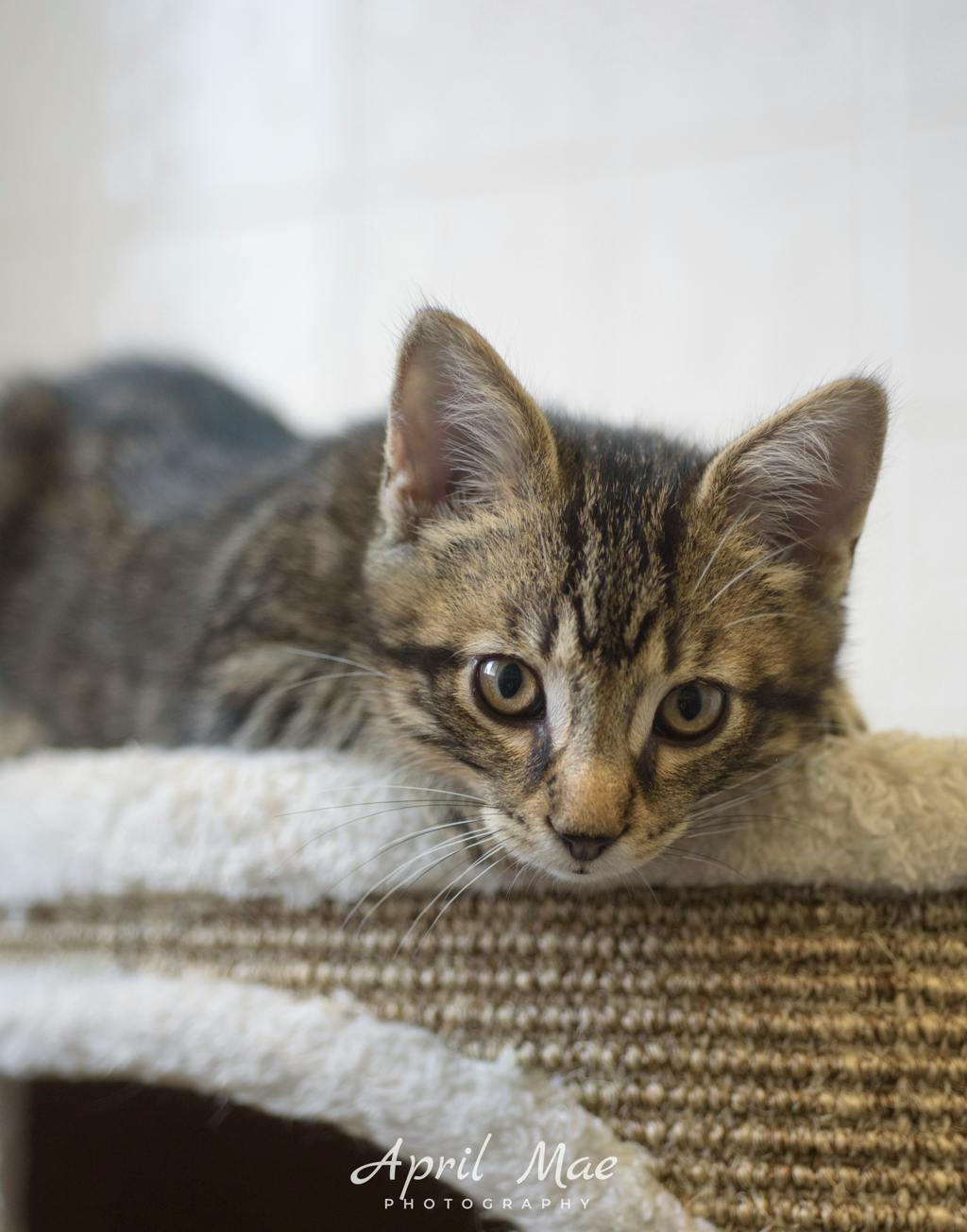 Every Petsmart Orangeville Image