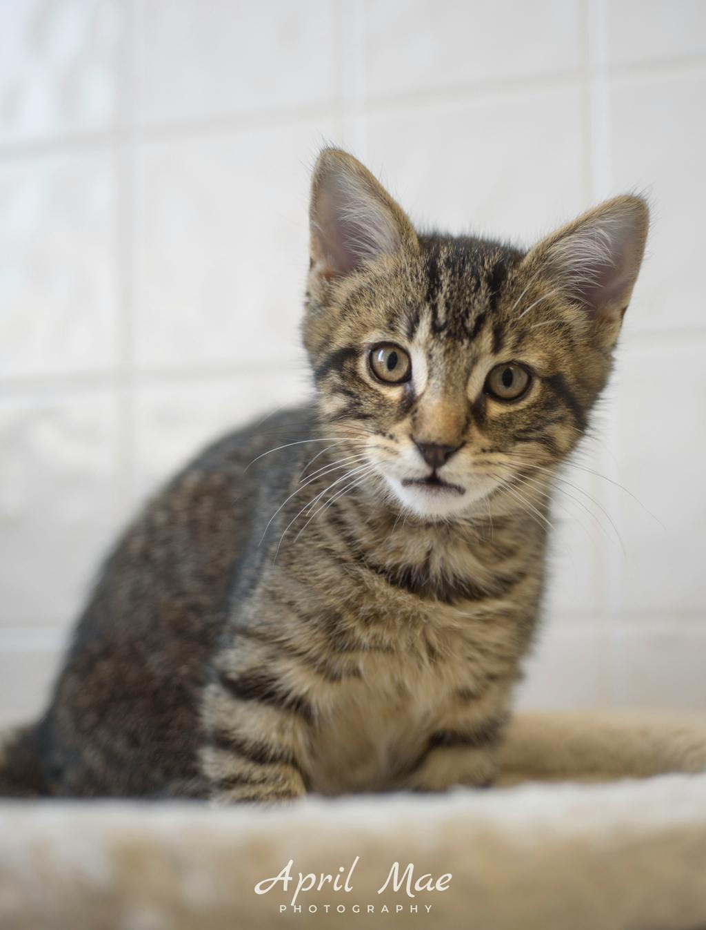 Every Petsmart Orangeville Image