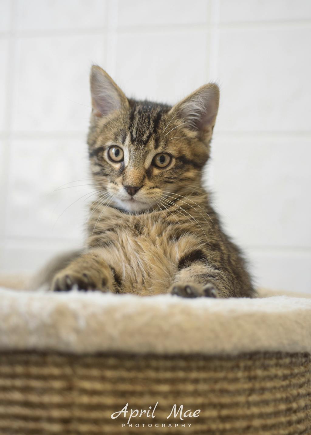 Every Petsmart Orangeville Image