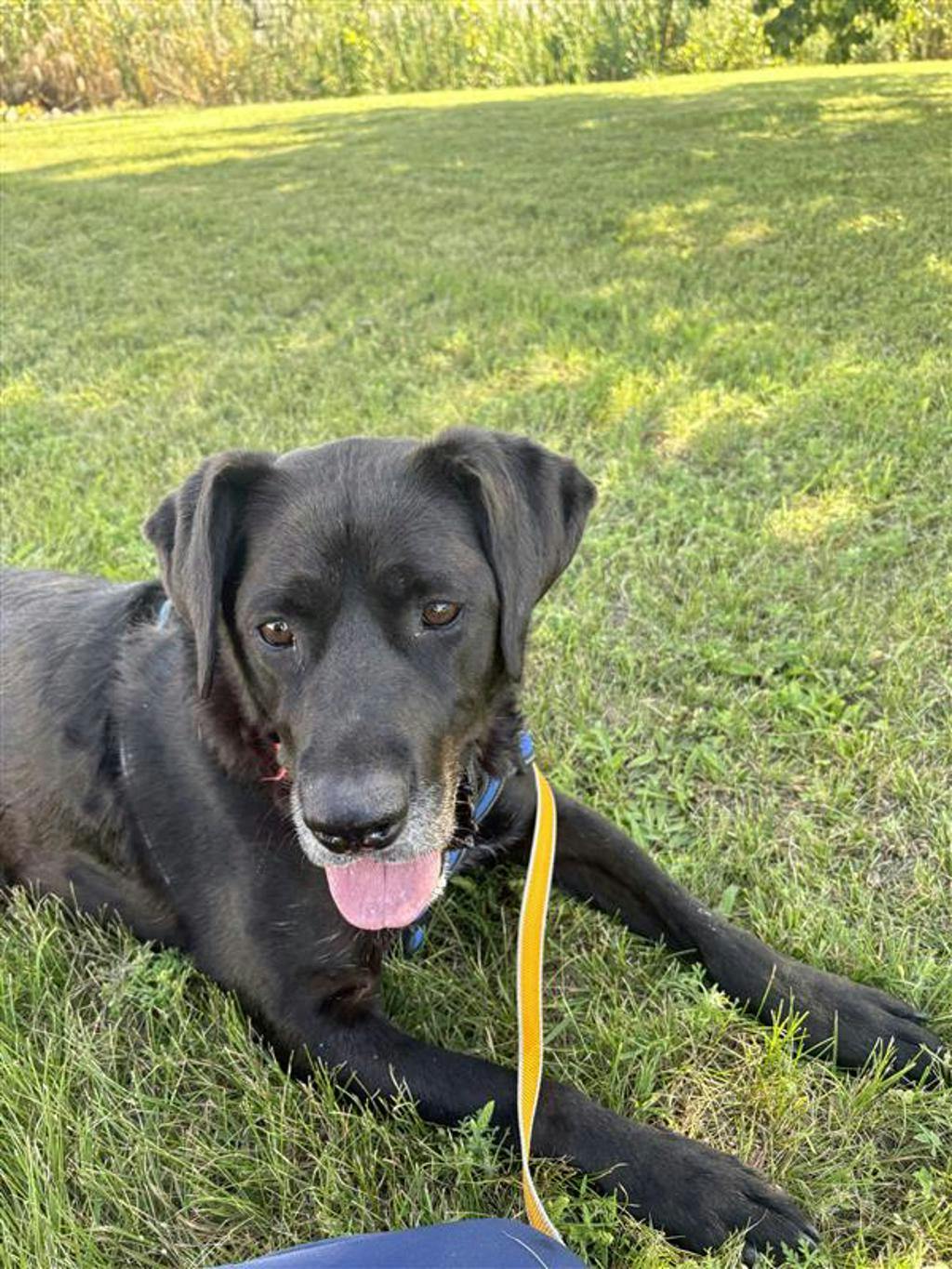 Midnight, a 8 years and 3 months old Black Female Labrador Dog