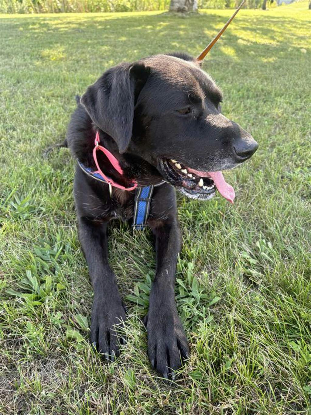 Midnight, a 8 years and 3 months old Black Female Labrador Dog