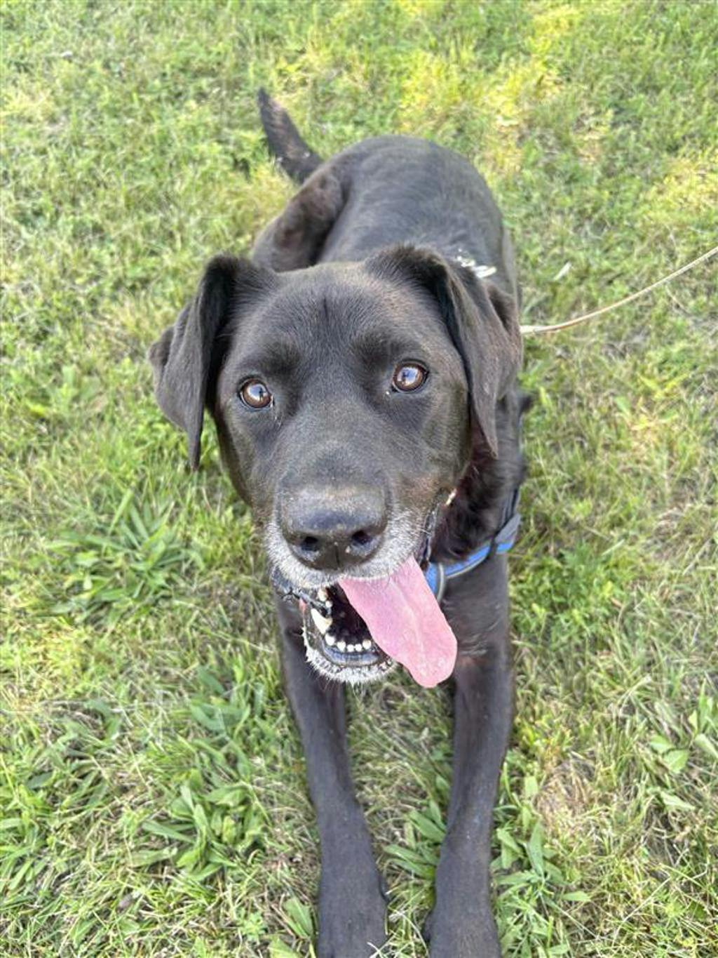 Midnight, a 8 years and 3 months old Black Female Labrador Dog