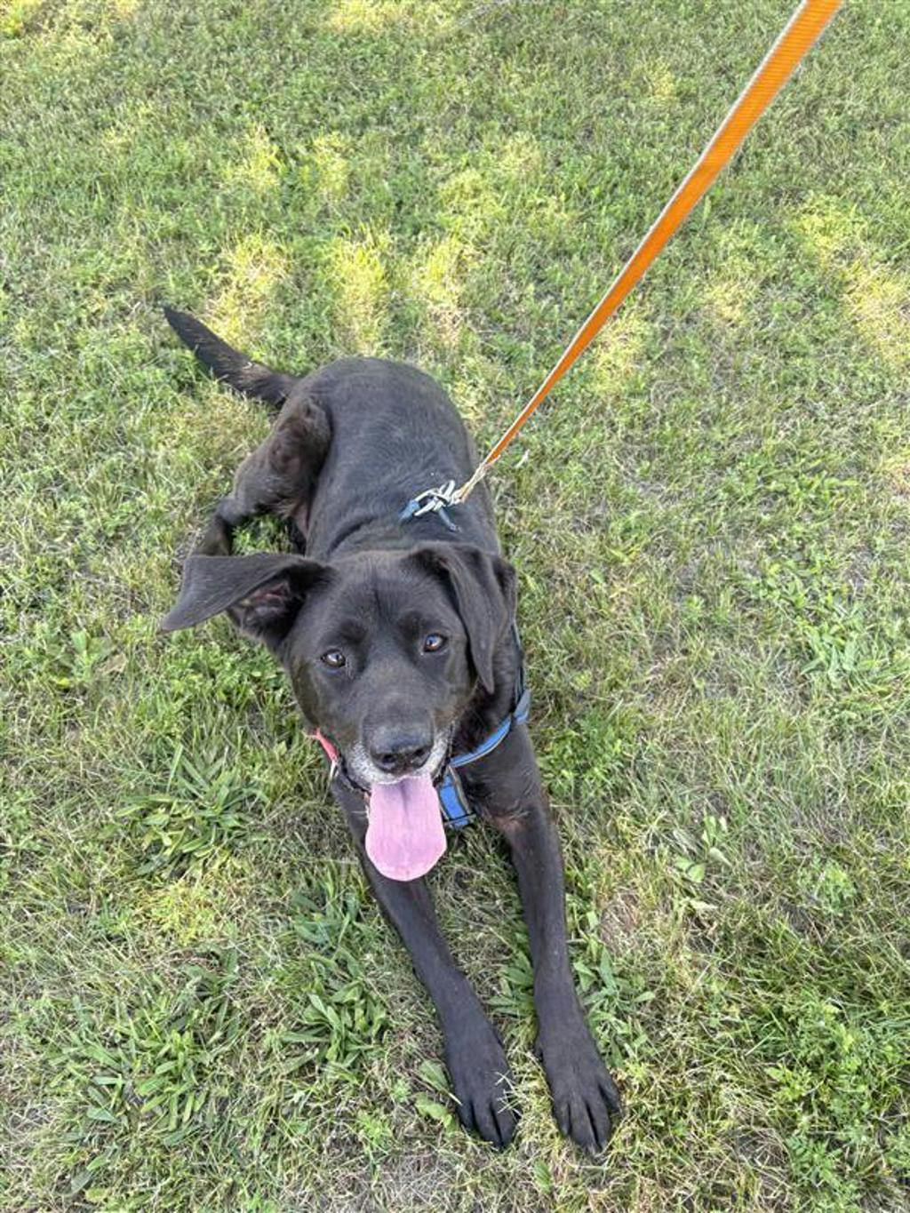 Midnight, a 8 years and 3 months old Black Female Labrador Dog