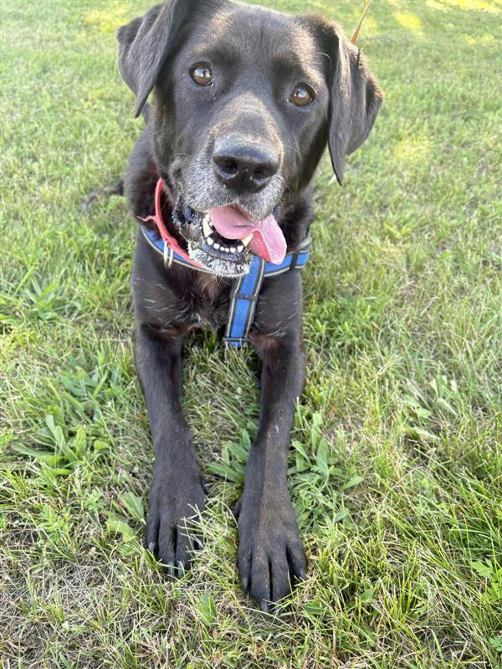 Midnight, a 8 years and 3 months old Black Female Labrador Dog