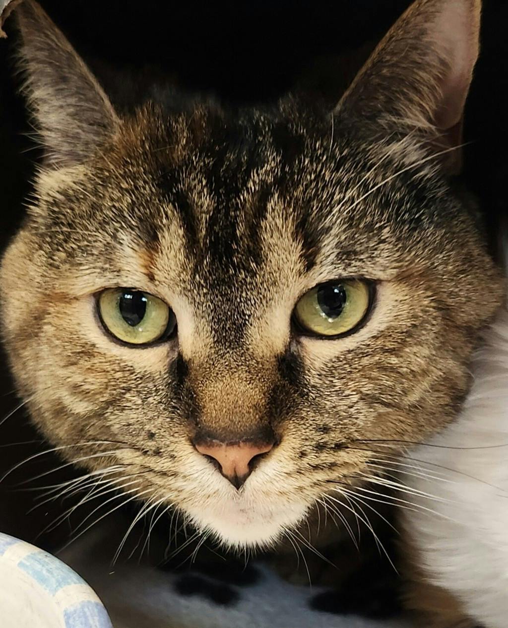 Baby (petsmart) Image