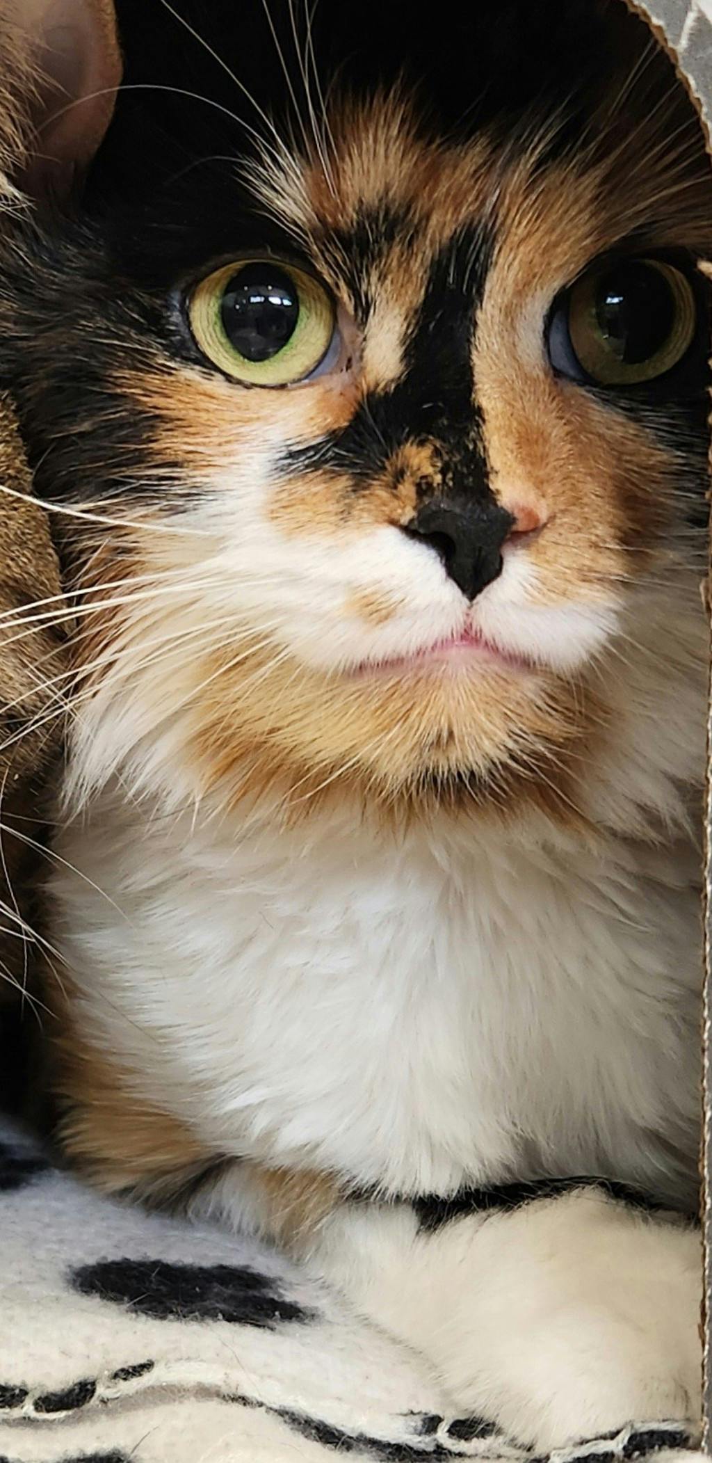Bella Image