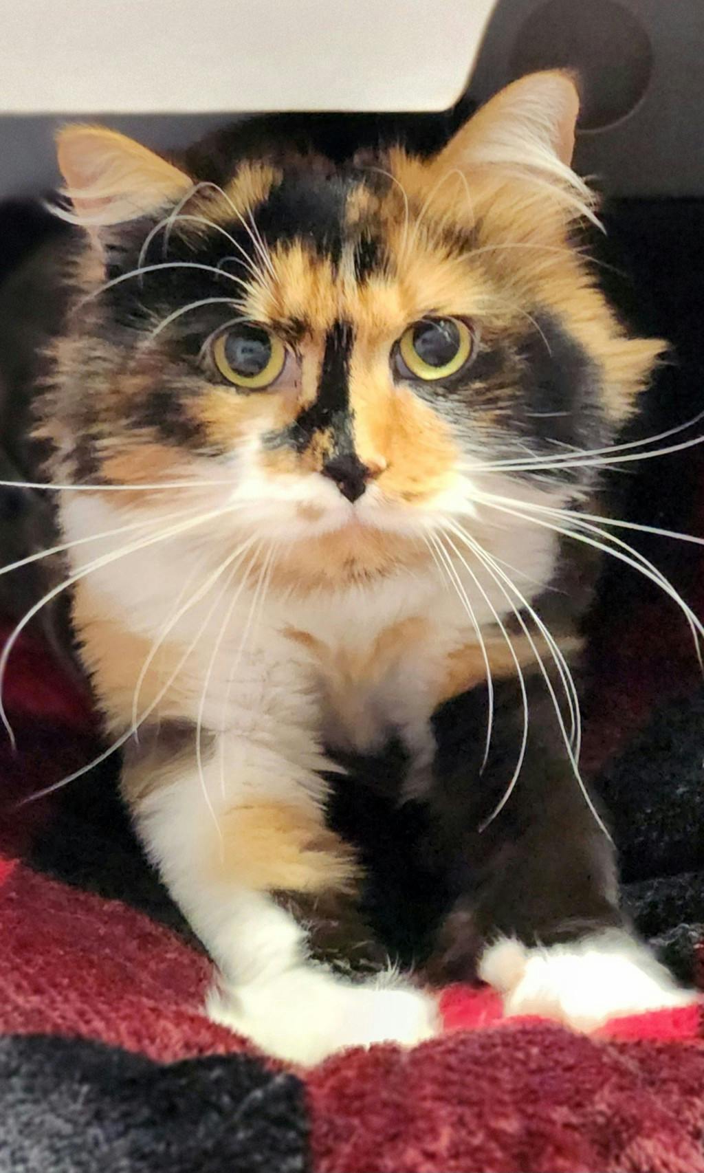 Bella Image