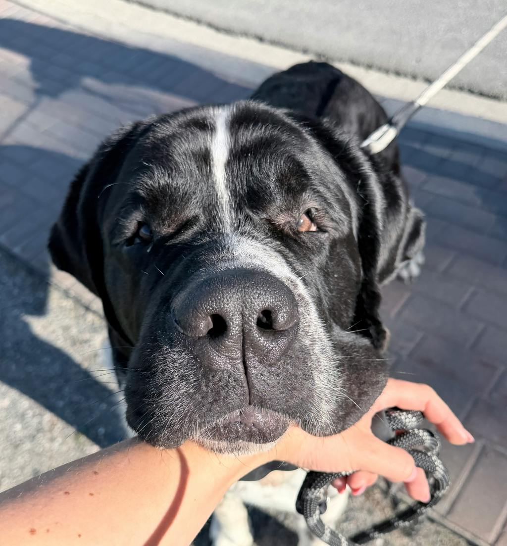 Rex