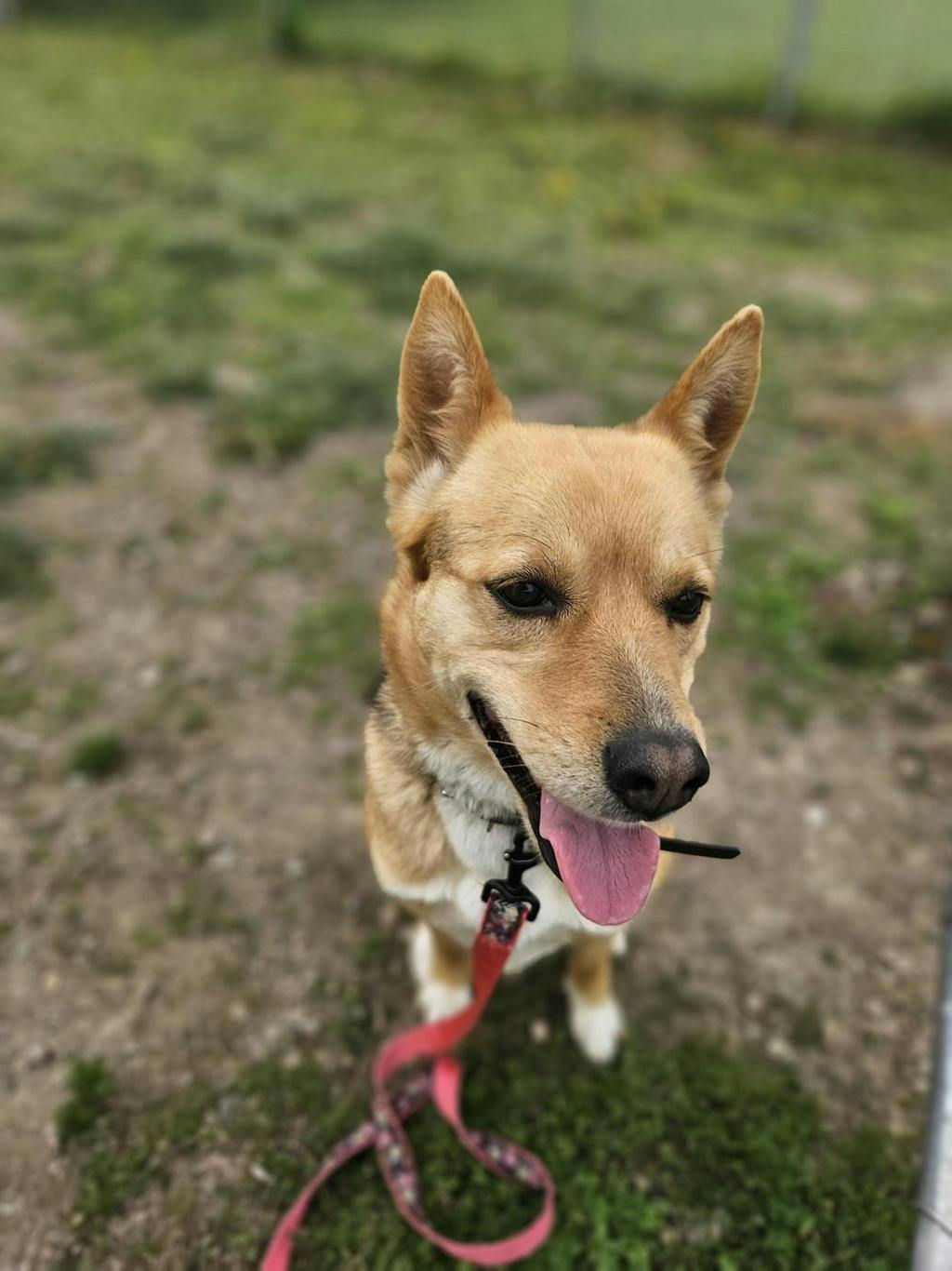 Timbit Image