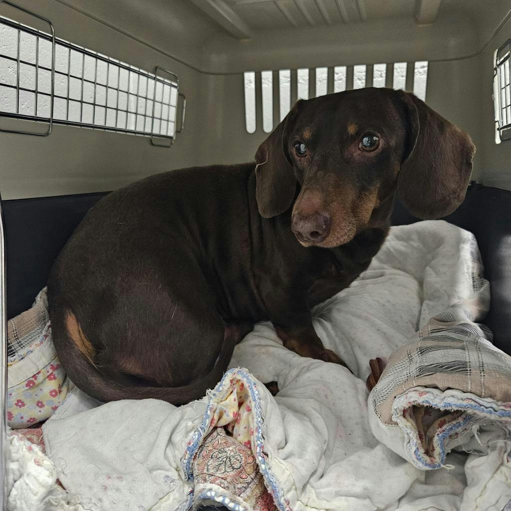 Dachshund