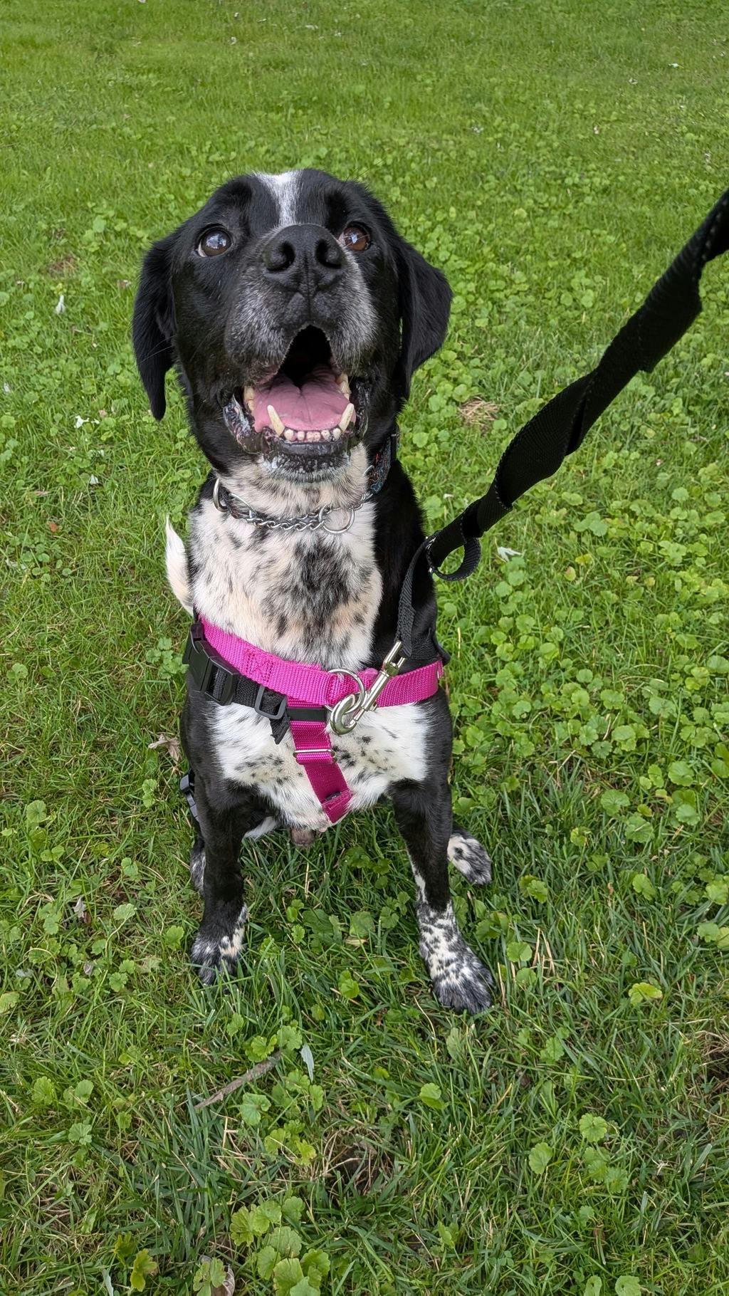 Gates, a 5 years and 4 months old Black Male Mixed Breed, Medium (up to 44 lbs fully grown) Dog
