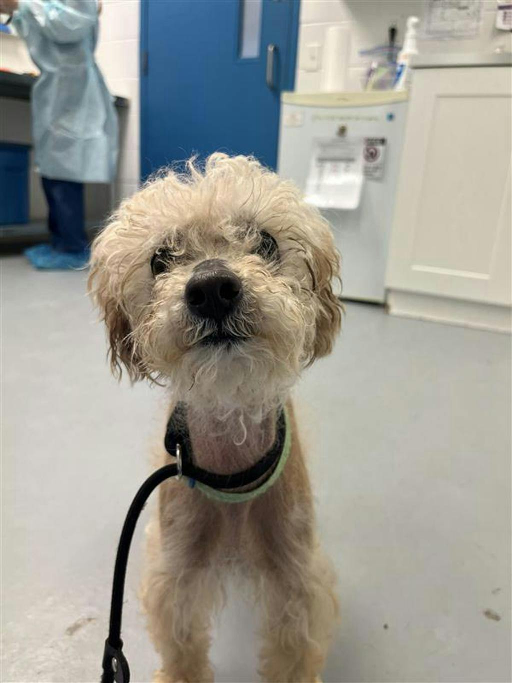 Toto Image