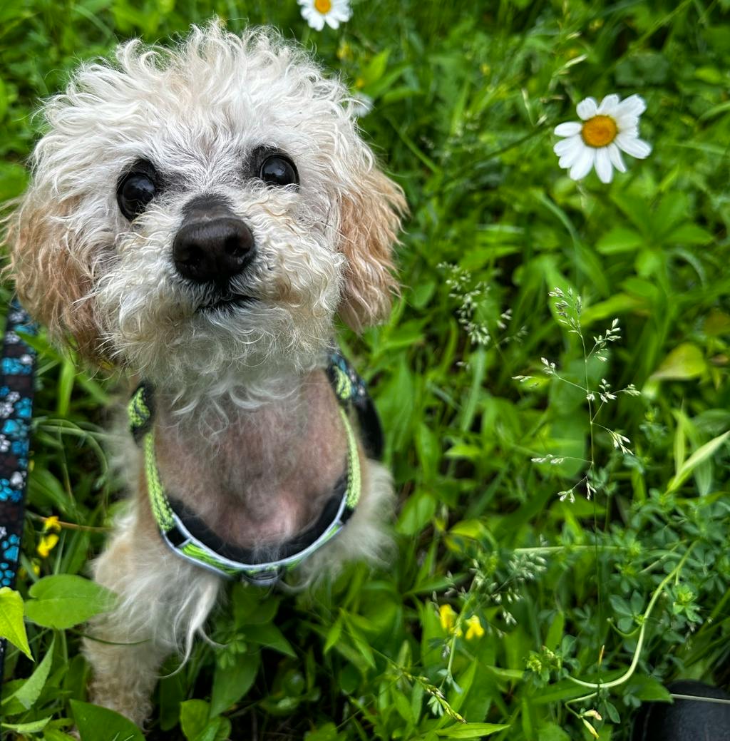 Toto Image