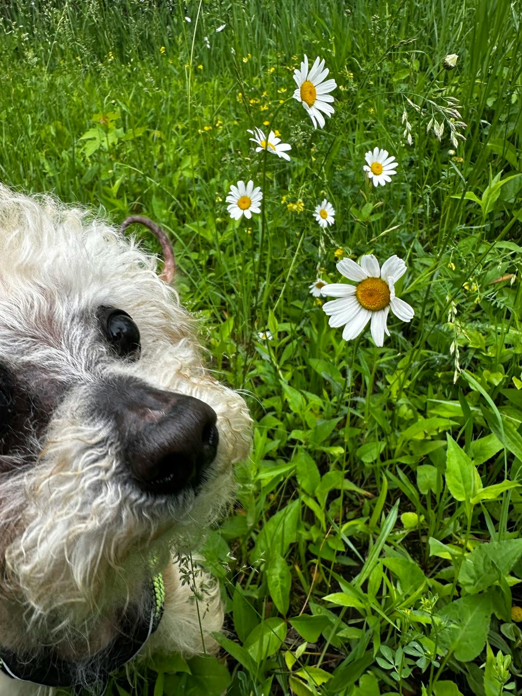 Toto Image