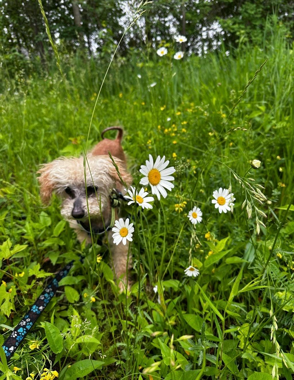 Toto Image