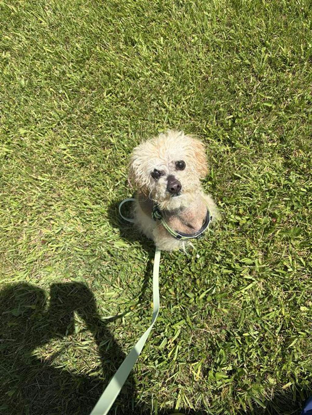 Toto Image
