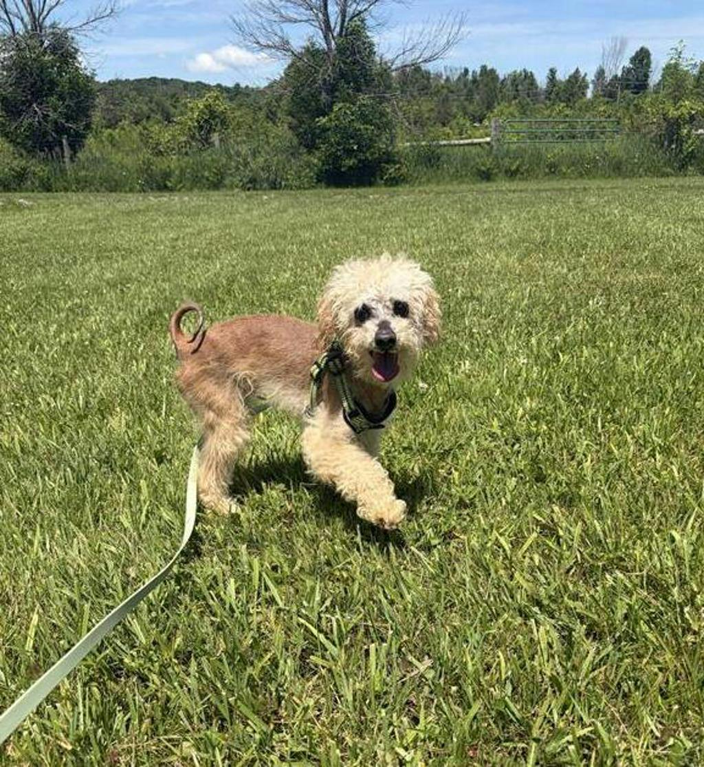 Toto Image