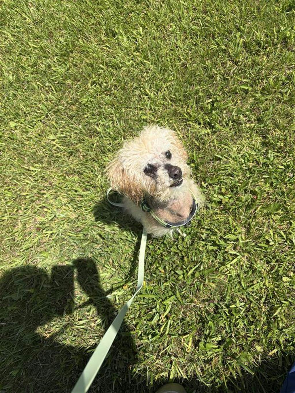 Toto Image