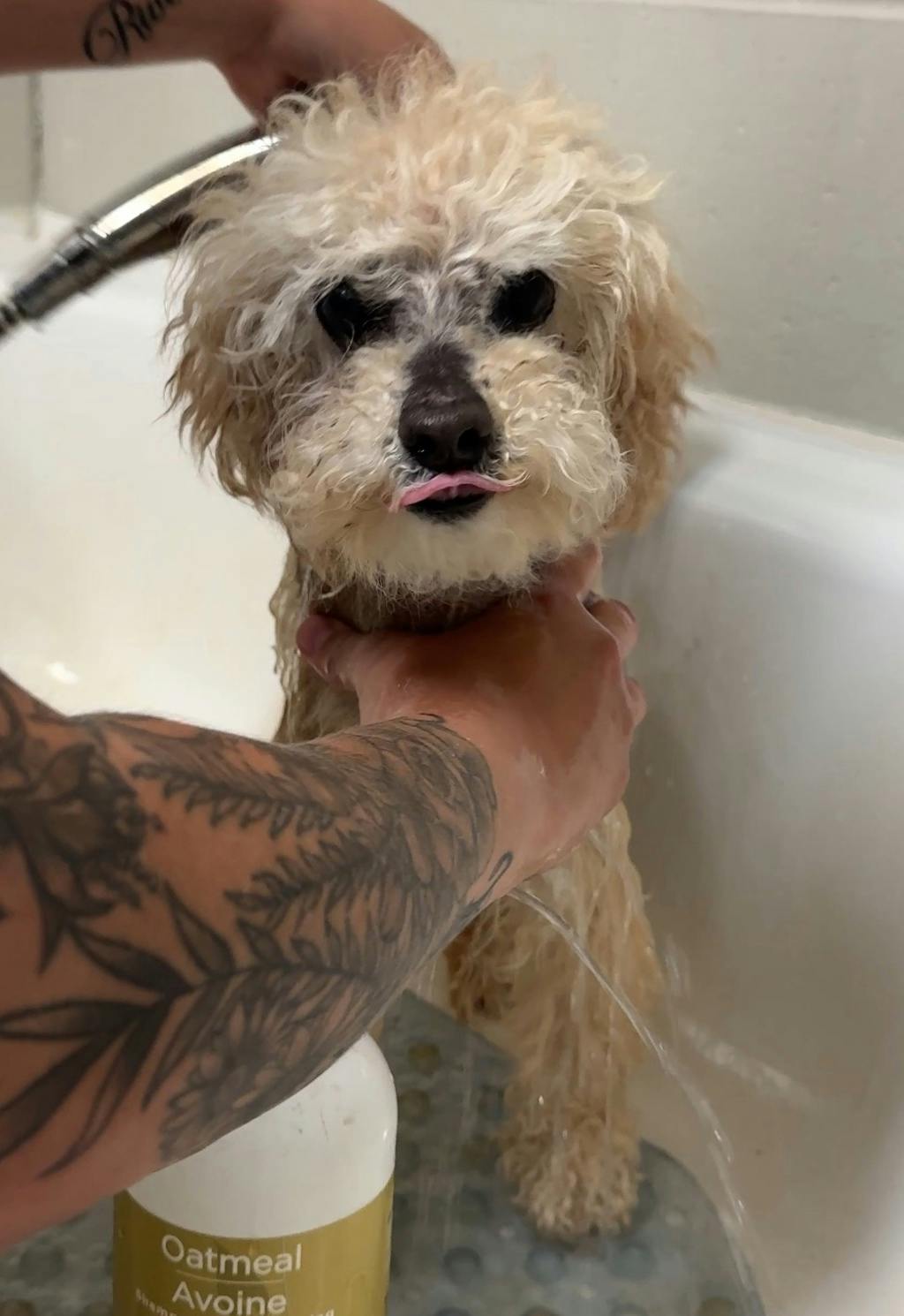 Toto Image