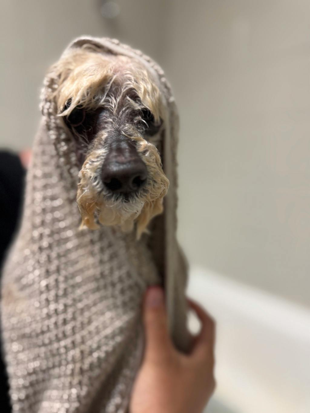 Toto Image