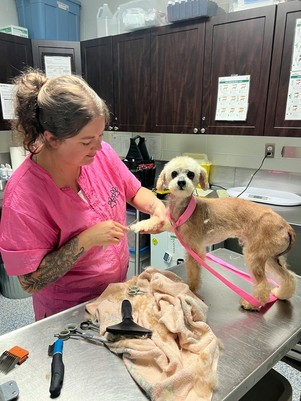 Toto Image